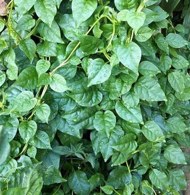 Qualtivate PUAS-9A Malabar Spinach Seeds Seed(50 per packet)