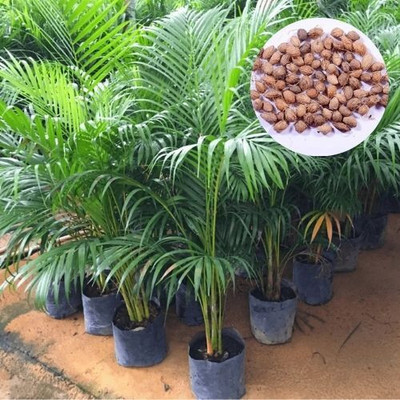 DEYS AGRO ™ areca palm seeds,plant Seed(5 per packet)