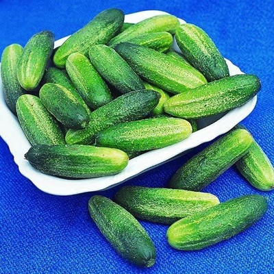 CYBEXIS Quality Gherkin Cucumber Seeds HOKUS 2000 Seeds Seed(2000 per packet)