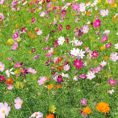 Aywal Cosmos 'Sonata White' Seed(10 g)