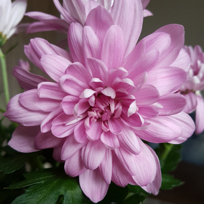 XOLDA Exotic chrysanthemum Seed(21 per packet)