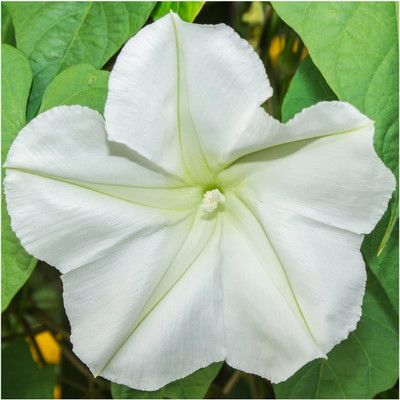 WILLVINE ™ Moonflower Seeds Mix White & Lavender-100 SEEDS Seed(100 per packet)