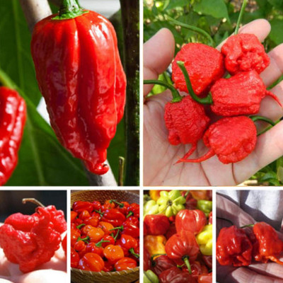 KNESSiN Carolina Reaper Chilli Seed(1250 per packet)
