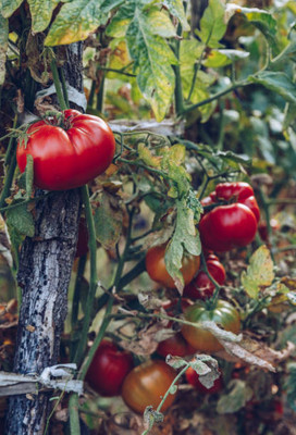 Infintegreen tomato Seed(70 per packet)