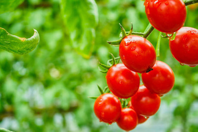 XOLDAA tomato Seed(100 per packet)