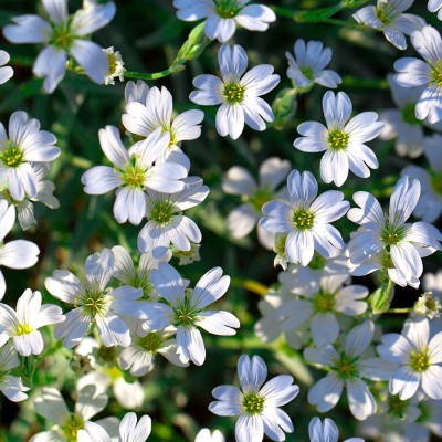 CYBEXIS Gypsophila Beautiful White Flower Seeds Pack Seed(50 per packet)