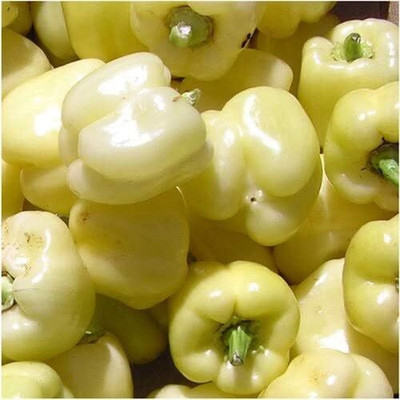 KNESSiN Capsicum White Seed(400 per packet)