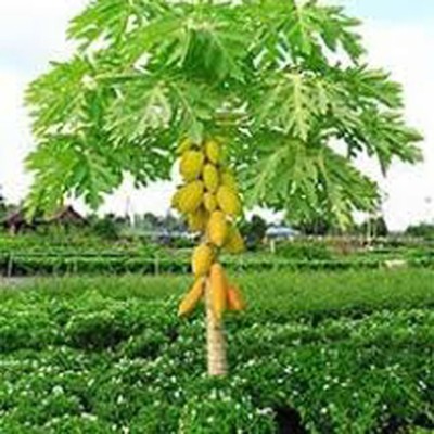 PLANTORISH Papaya Seed, P -300, Orgnic Fruit & Vegetable Seed, Papita seed, Pepe Hybird Seed(70 per packet)