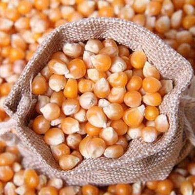 Qualtivate RES-7A Corn Makka Seed(400 per packet)