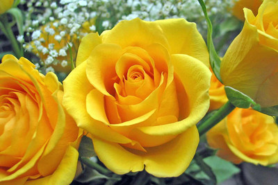 CYBEXIS VXI-36 - Yellow Rose Easy to Grow - (300 Seeds) Seed(300 per packet)