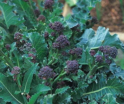 KNESSiN Broccoli Purple Seed(200 per packet)