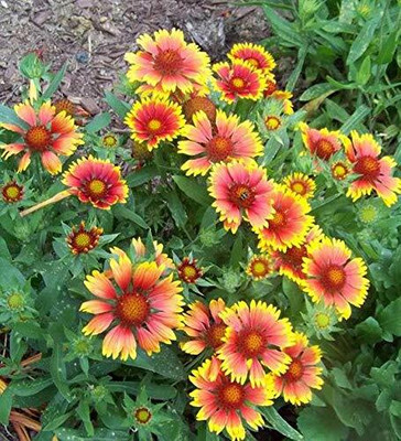 Aywal Gaillardia Double Beautiful Flower Seeds In Different Colors F1 Hybrid Seed(20 per packet)