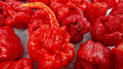 Biosnyg Easy to Grow Red Carolina Reaper Chilli Seeds For Planting-(4000 Seeds) Seed(4000 per packet)