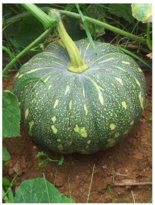 Farmonix PUMPKIN-KASHIPHAL-KADDU Seed(150 per packet)