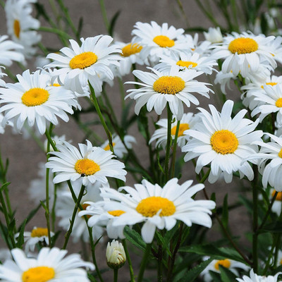 CYBEXIS Chrysanthemum Mixed Color Seeds(120 Seeds) Seed(120 per packet)