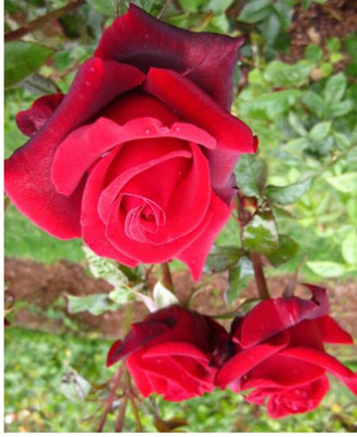 greenfarm NXC- Fragrant Rose Flower Seeds /Gulab Seeds, 80 X Seeds ,yte53 Seed(80 per packet)