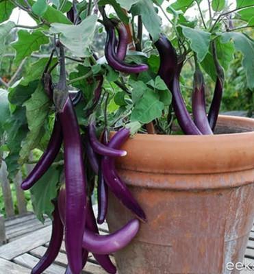 UGRA Long Purple Eggplant Seed(2000 per packet)