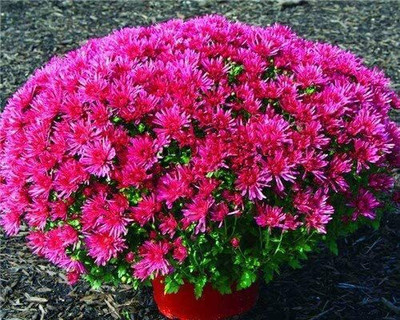 WILLVINE VXI-261 Red Chrysanthemum Seeds Seed(25 per packet)