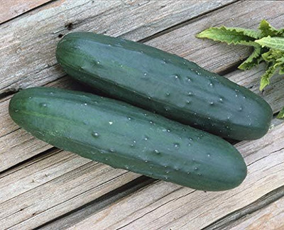 Qualtivate PUA-8A Cobra Cucumber Seeds Seed(300 per packet)