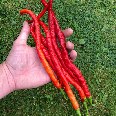 CYBEXIS F1 Hybrid Hot Chilli Pepper Seeds600 Seeds Seed(600 per packet)