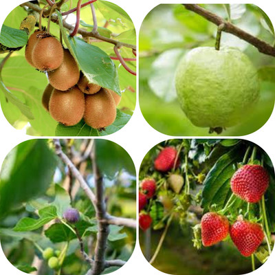 seedx Hybrid Kiwi, Strawberry, Guava, Anjeer, Combo Pack Seeds, Mega Combo Pack Seed(16 per packet)
