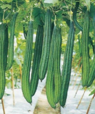 Lorvox Dhari Tori (Ridge Gourd) Hybrid Vegetable Seed(400 per packet)