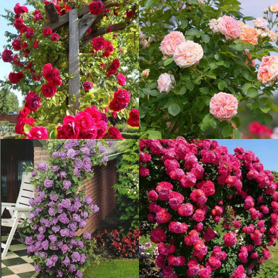 ibains Climbing Rose Seeds no of seeds 23 Seed(23 per packet)