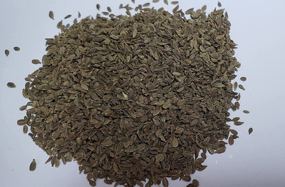 CYBEXIS ATS-84 - “Lunar White” - Sweet Carrots - (2250 Seeds) Seed(2250 per packet)
