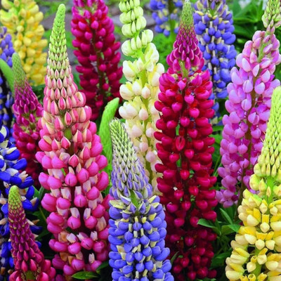 Quentova Lupine Mix of colors/Lupinus Polyphyllus Flower-GAV-9W Seed(100 per packet)