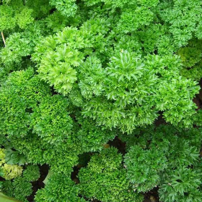 SOWCAN Curly Green Parsley Seeds (Aromatic) Seed(100 per packet)