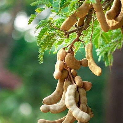 Lorvox IMLI KE BEEJ / TAMARIND SEEDS IMLEE KE BEEJ FOR Home Gardening Seed(12 per packet)