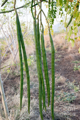 GREENSEA Drumstick, Moringa Seed(9 per packet)