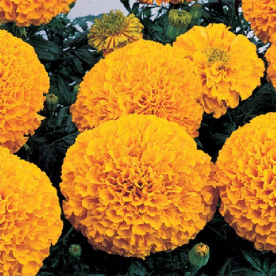 the green dotcom Marigold Inca Orange Seed(117 per packet)