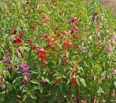 SAMS AGRO Balsam ‘Bush Mix’ (Impatiens balsamina) Seed(50 per packet)