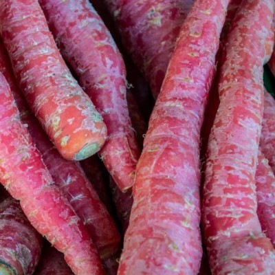 Quentova Carrot Red Long-9B-VOX Seed(250 per packet)