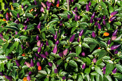 abiswas Black Prince Chilli Pepper Imported Seed(580 per packet)