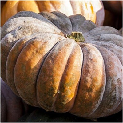 Biosnyg NDIR-74 Fairytale Pumpkin (Cucurbita moschata)-[400 Seeds] Seed(400 per packet)