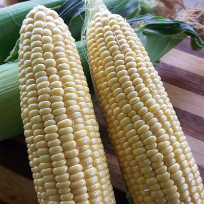 CYBEXIS Heirloom White Corn Seeds2000 Seeds Seed(2000 per packet)