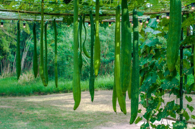 XOLDAA FI QUALITY RIDGE GOURD Seed(22 per packet)