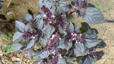 ONUS Basil Dark Purple Opal Seed(250 per packet)