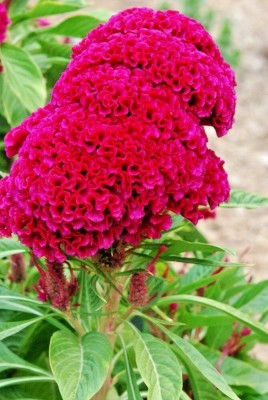 CEZIUS Summer Flowering Seeds Celosia Cristata Cockscomb Seeds Seed(60 per packet)