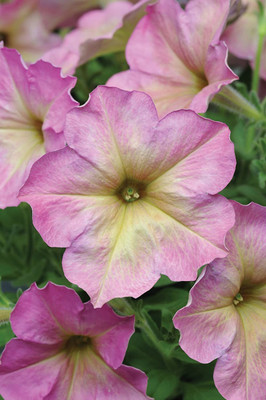 CYBEXIS Dusty Rose Hybrid Petunia Seeds Seed(1 g)