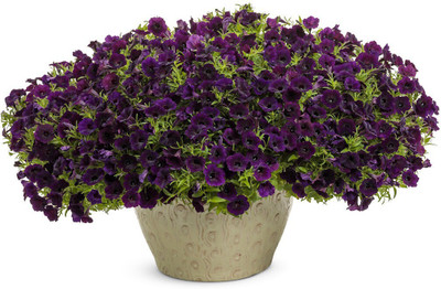 Quentova Midnight Petunia-PALLAV-3E Seed(100 per packet)