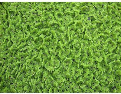 wequality ajolla seeds for plant/azolla seeds 489 Seed(489 per packet)