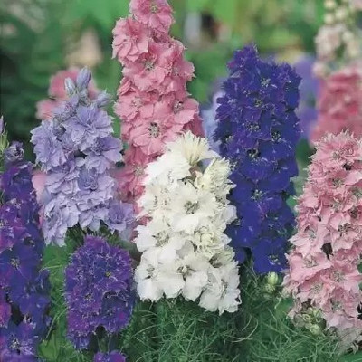 MAA Delphinium Seed(206 per packet)