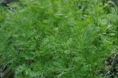 CYBEXIS GUA-66 - Dill Herb Bouquet - (750 Seeds) Seed(750 per packet)