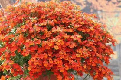 Lorvox Nemesia Red And White Flower Seed(44 per packet)
