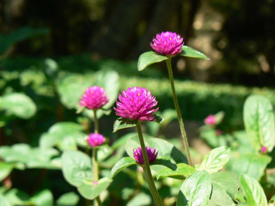 STARKC Gomphrena Purple Flower Seed(80 per packet)