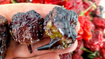 Biosnyg Organic Purple Reaper Chilli Seeds for Terrace Gardening-(4000 Seeds) Seed(4000 per packet)