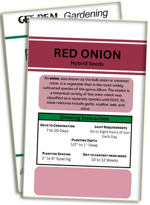 WILLVINE VNR -III Hybrid Red Onion Seeds [100g] Seed(300 per packet)